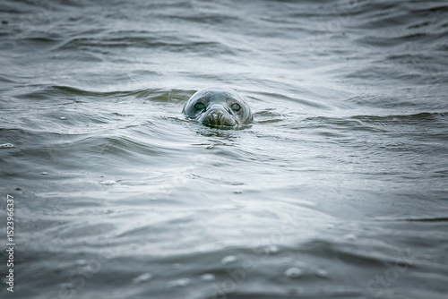 seal on the water