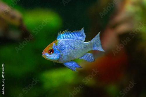 Electric Blue Ram Cichlid (Mikrogeophagus ramirezi)