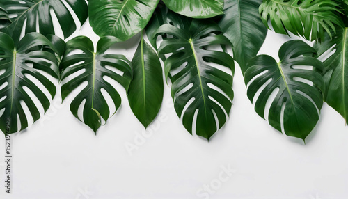 background with green large leaves on white background. tropical large green leaves on a white background. of tropical plant monsterra with holes, floral arrangement