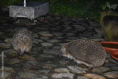 Igel