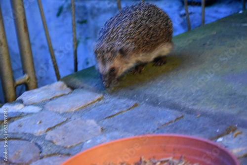 Igel