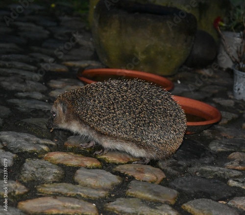 Igel