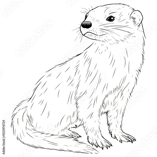 ferret, animal, vector, transparent background, creature, mustela putorius furo, cute, mammal, isolated, wildlife, one animal, nature, furry, vertebrate
