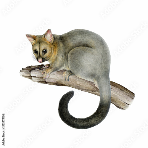 Common brushtail possum on the tree branch hand drawn illustration on white background. Trichosurus vulpecula Australian wildlife marsupial nocturnal mammal perched on the tree twig photo