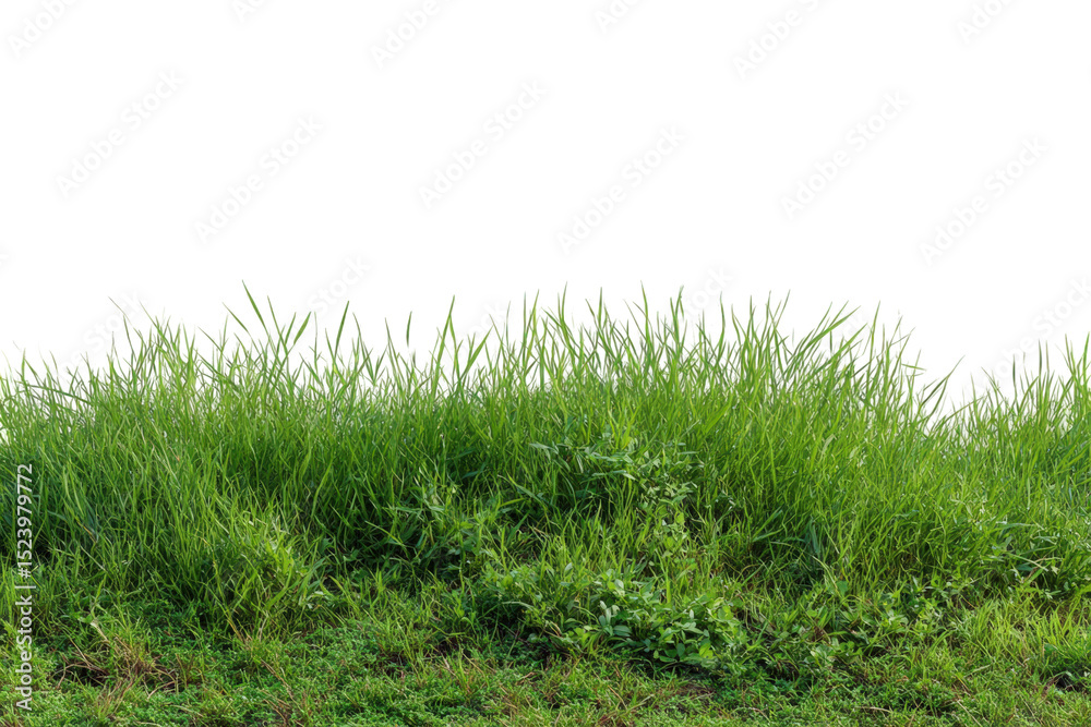 Fototapeta premium Lush green grass texture high resolution natural meadow grassland summer field vibrant greenery detailed background image perfect for design projects and on transparent background