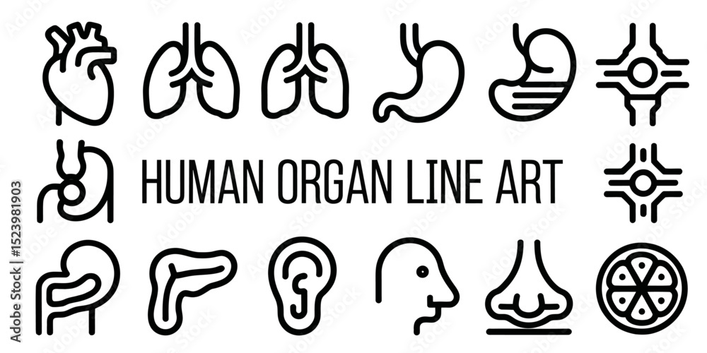 Naklejka premium Human Anatomy and Organs Icon Set – Medical Vector Illustration of Body Systems and Internal Organs