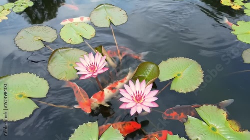 pink lotus flower surrounded by koi fish in the pond