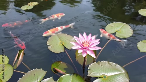 pink lotus flower surrounded by koi fish in the pond