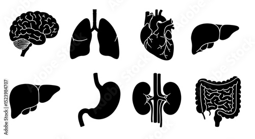 Anatomical Silhouette Set Brain Lungs Heart Liver Stomach Kidneys and Intestines