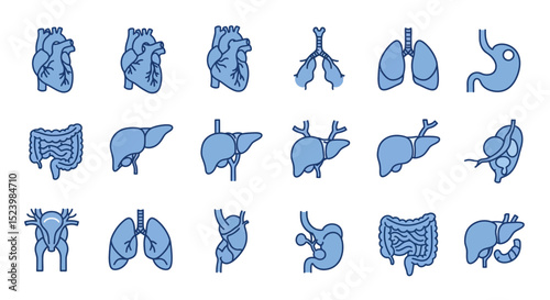 Anatomical Illustrations A Collection of Human Internal Organs in Blue Outline