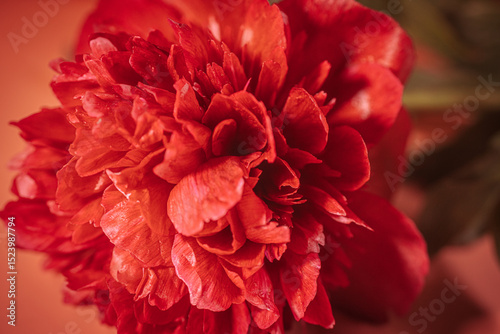 Fototapeta Naklejka Na Ścianę i Meble -  A vivid macro image of a red peony flower, capturing the delicate textures and overlapping petals in intense warm lighting.
