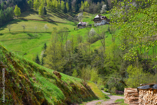 Schwarzwaldbauernhof am Zweriberg bei Wildgutach am oberen Hang eines grünen Wiesentälchens im Frühling