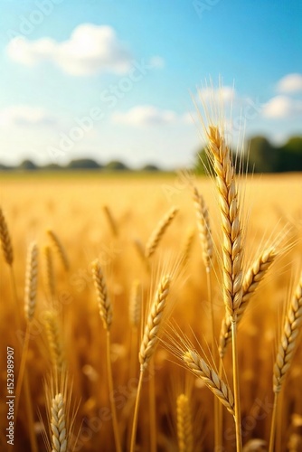 Golden wheat swaying gently in the summer sun, ripe for harvest A picturesque scene of abundant farmland ready for reaping Golden fields stretch to the horizon , natural, wheat, sun