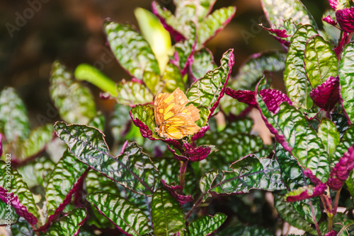 yellow and black butterfly illuminated by the setting sun