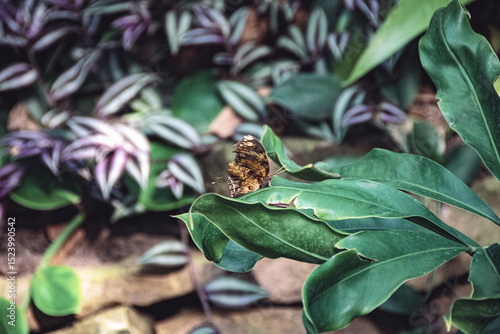 rare brown-striped butterfly on a leaf