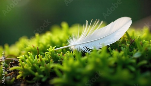 A single, delicate white feather rests gently on soft, green moss, conveying a sense of purity and untouched nature The image evokes feelings of innocence and tranquility , green, light, detail