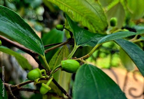 Young Green Jamaican Cherry Fruits on Branch photo