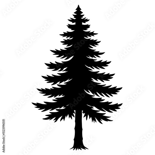 Douglas fir tree pencil sketch in black and white dramatic illustration
