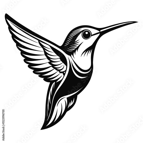 Hummingbird head sketch in pencil with black and white contrast shading
