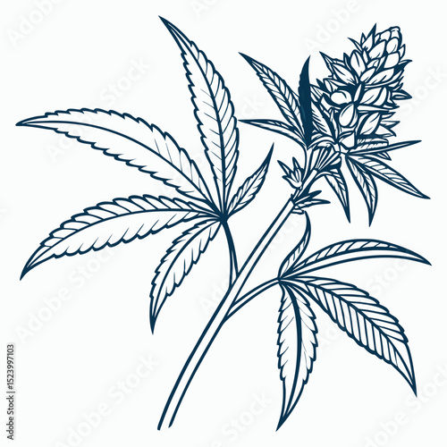 Cannabis Plant Illustration Marijuana