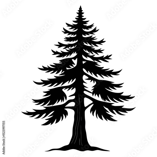 Western hemlock tree pencil sketch with detailed black and white artwork