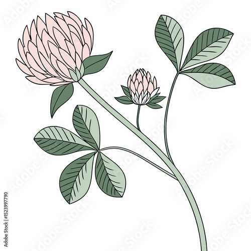 Clover Flowers Illustration Pink Clover Blooms