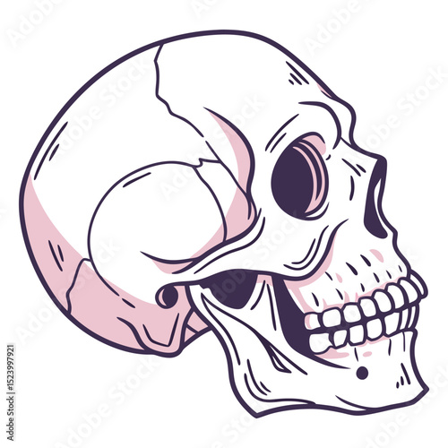 Skull Line Art Illustration
