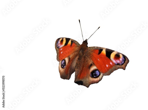 Peacock Eye butterfly (Aglais io) isolated on a white background  photo