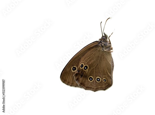 Ringlet butterfly isolated on a white background 