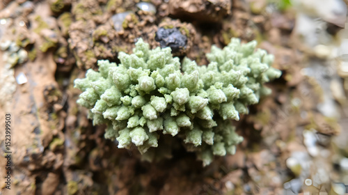 Evernia prunastri, also known as oakmoss, a beautiful lichen used widely in perfume industry as a fixative