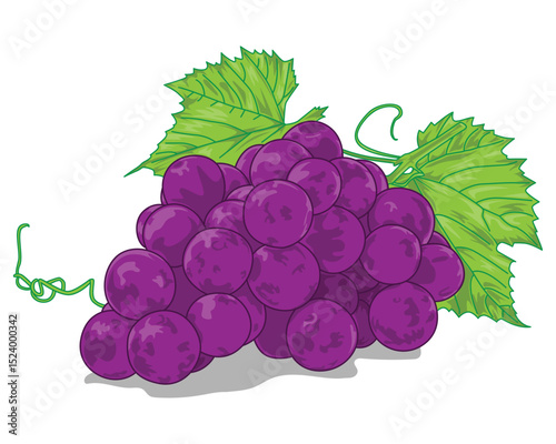 Grape fruit painting vector Illustration