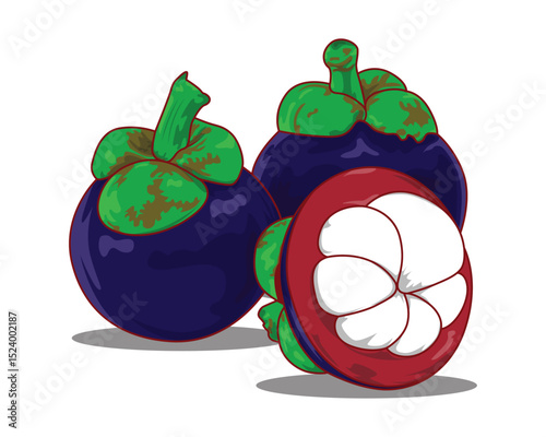 Mangosteen fruit painting vector Illustration