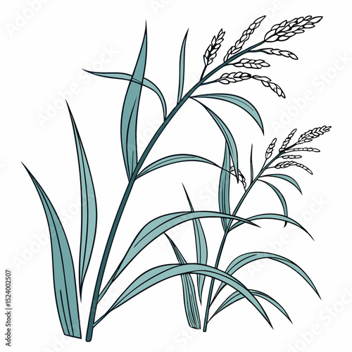 Rice Field Illustration Agriculture