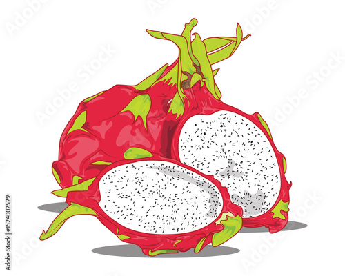 Dragon fruit painting vector Illustration