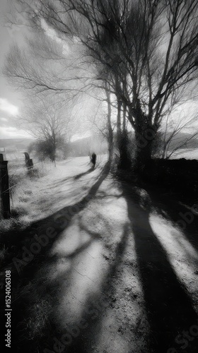 Moody shadows cast by bare trees on a tranquil path.