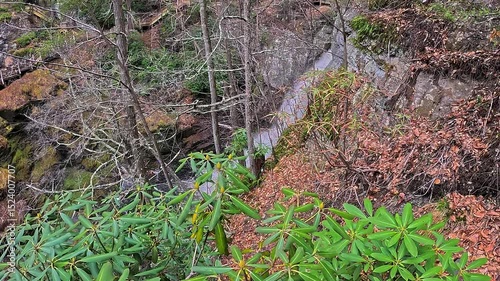 Green vegetation against the background of a small river in a gorge near Bushkill Falls, Pennsylvania