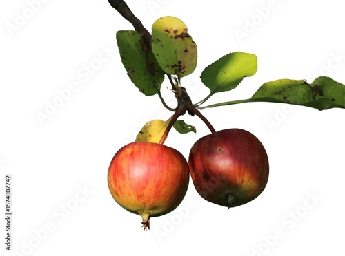 Ripe red and green apples isolated on a white background