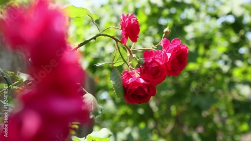 sunshine and roses