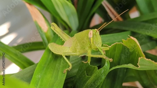 Detailed Close-up of a Green Grasshopper Eating a Leaf Outdoors