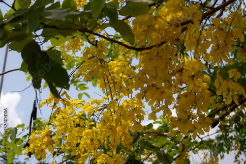  bright yellow flowers cascading from a Golden Shower tree (Cassia fistula). The long, pendulous racemes of blooms are interspersed with green leaves