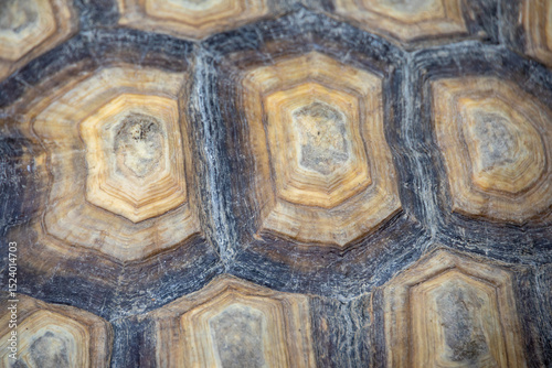 macro shot of a tortoise shell, showcasing its unique patterns and natural textures