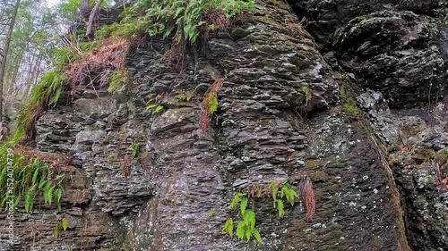 Green ferns on the surface of a vertical layered rock near Bushkill Falls, Pennsylvania, USA