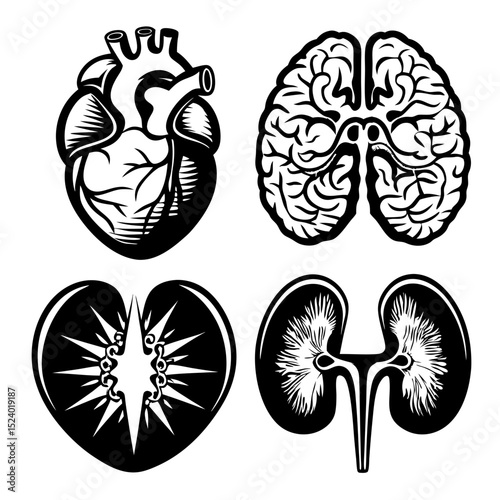 Human organs anatomy heart brain kidneys vintage illustration