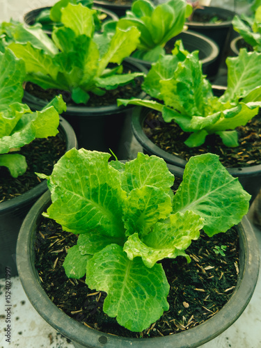 Closeup of Green Lettuce inside the house eco farm in the morning.