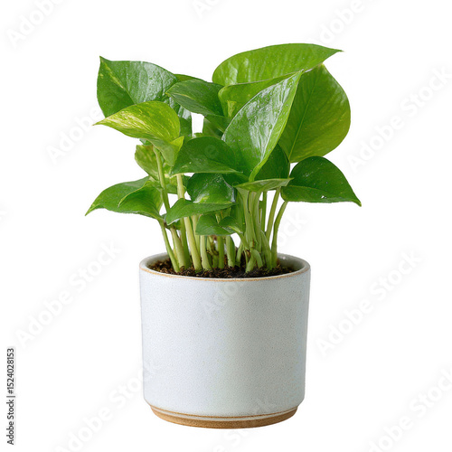 A vibrant pothos plant with rich green leaves, thriving in a simple white pot. Perfect for indoor gardens, home decor, or adding a touch of nature to any space.