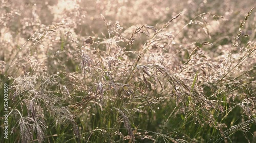 Close-up of wild meadow grass covered in shimmering dewdrops, gently glowing in warm golden morning light. A peaceful, poetic scene that captures the magic of early dawn