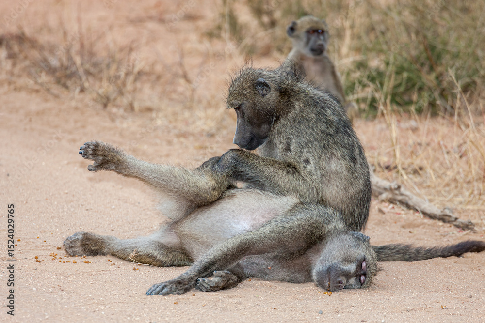 Obraz premium South Africa, Kruger National Park, Chacma Baboon (Papio ursinus)