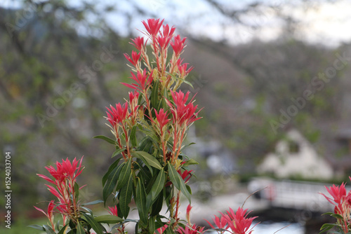 Closeup of bright red pieris japonica leaves in spring