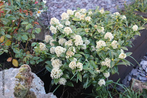 Fototapeta Naklejka Na Ścianę i Meble -  Skimmia Fragrans flowers in garden
