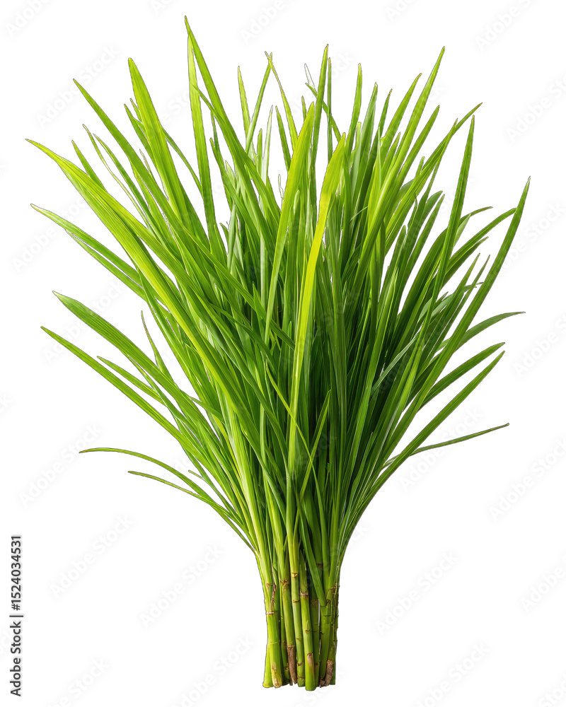 Fototapeta premium Lush bunch of vibrant green, grass-like foliage